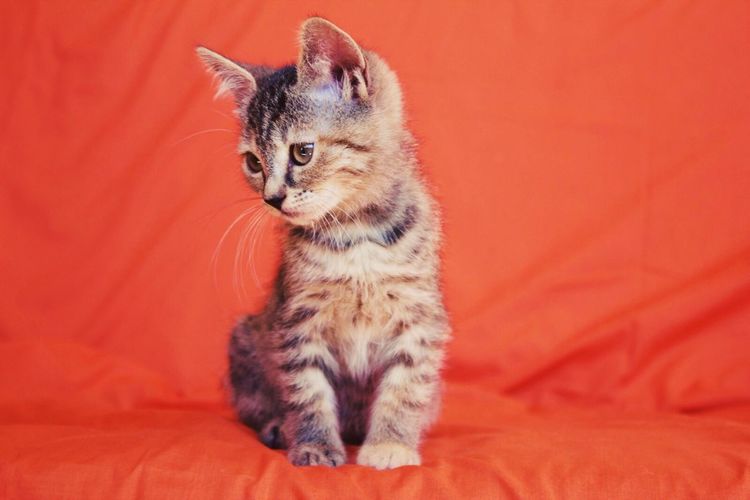 Close-up of cat