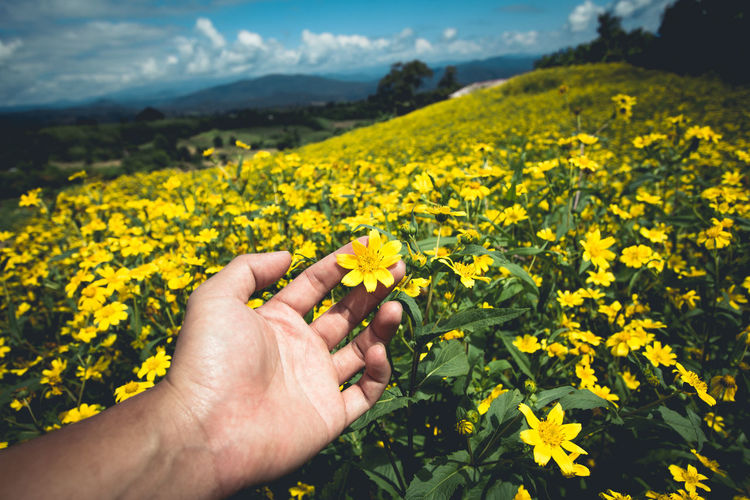 Cropped hand of woman holding yellow flower against sky