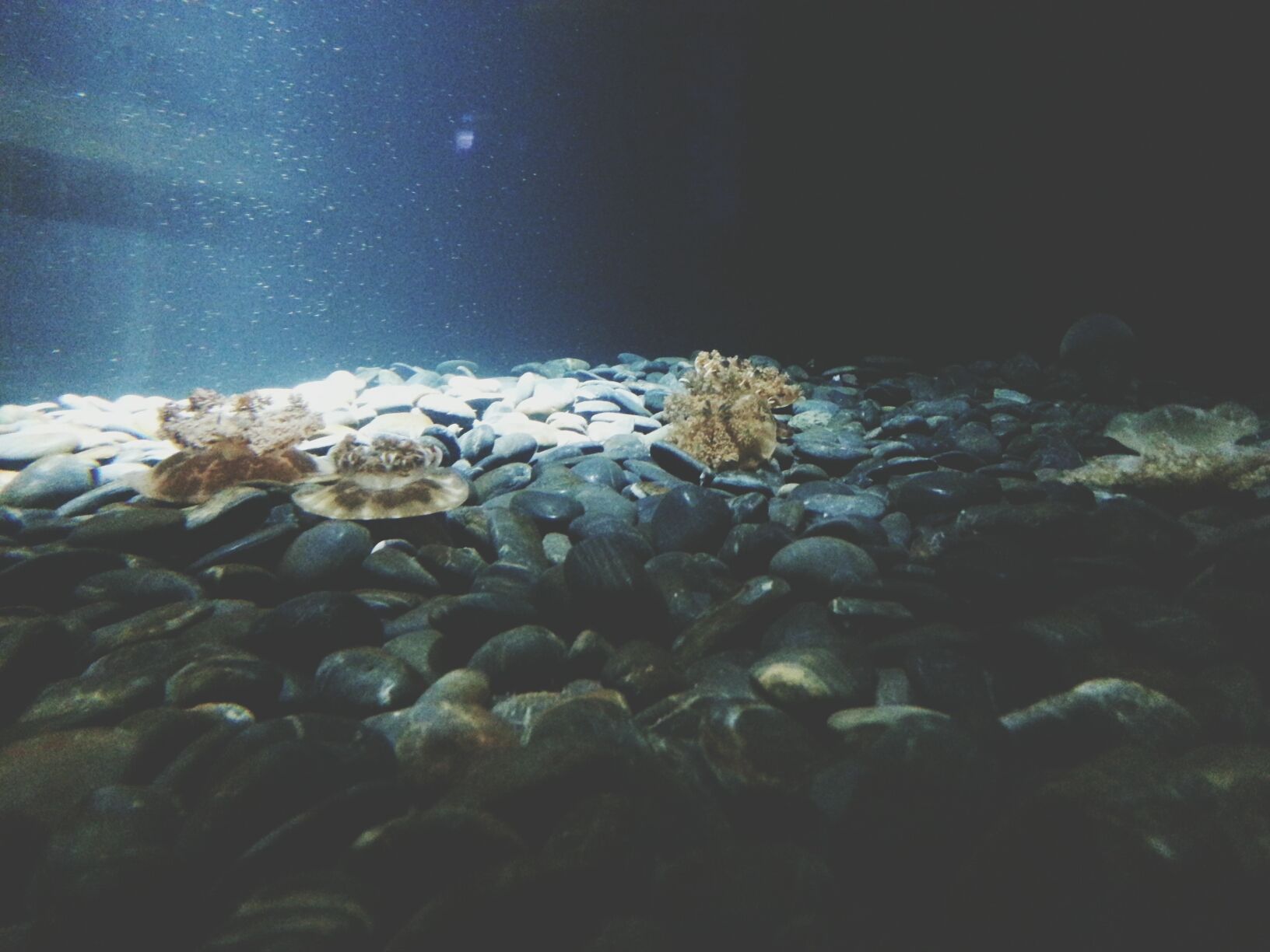 cold temperature, nature, snow, beauty in nature, winter, tranquility, underwater, water, tranquil scene, scenics, rock - object, blue, night, no people, season, undersea, frozen, outdoors, idyllic, sea life