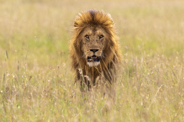 Portrait of a lion walking in the grasslands 