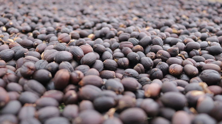 Process of drying coffee beans to reduce the water content