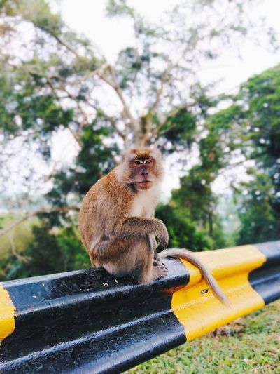 Monkey looking away while sitting on roadblocks 