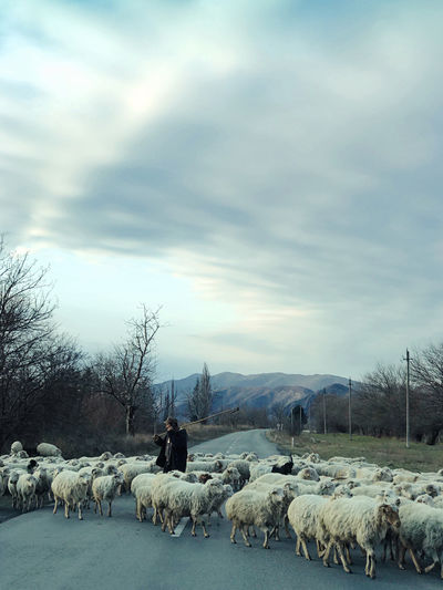 A flock of sheep crosses the road