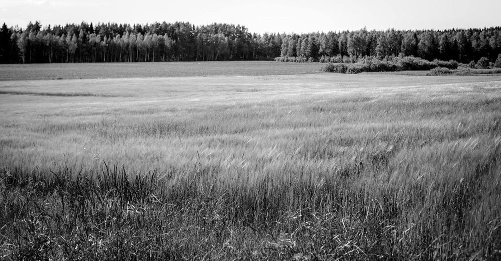 Scenic view of grassy field