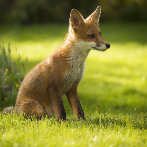 Fox sitting on field