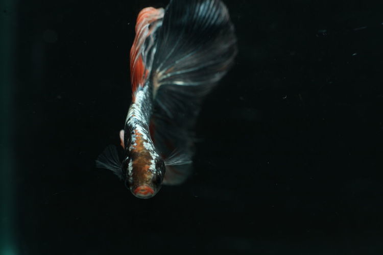 Close-up of fish swimming in tank