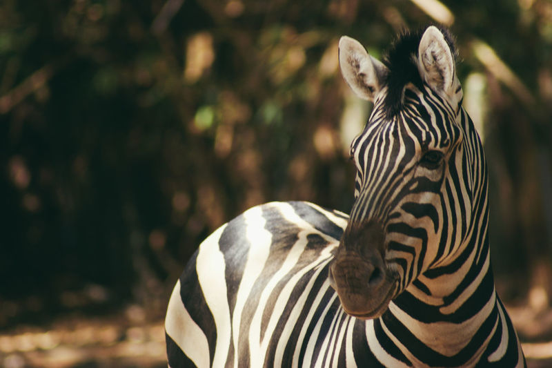 Zebras standing against trees