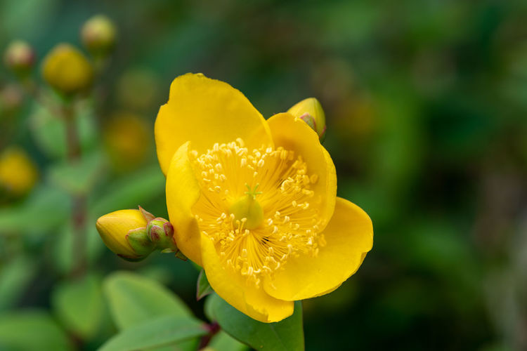 Close up of a yellow mosqueta  flower in bloom