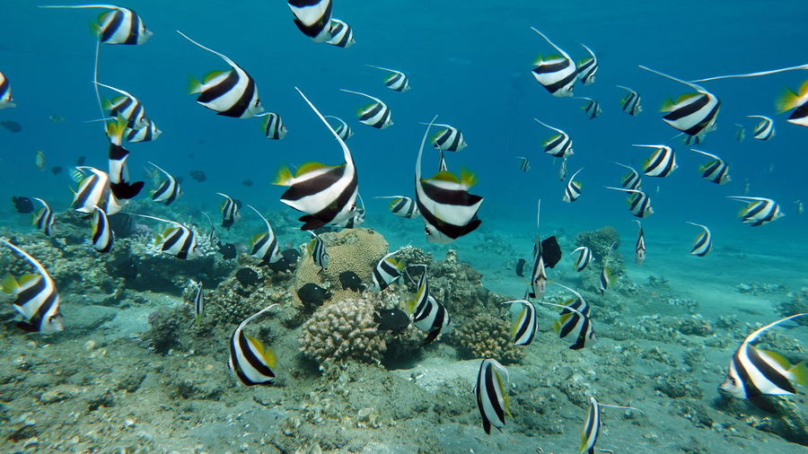Butterfly fish. schooling kabouba - scholing bannerfish - heniochus diphreutes  - grows up to 18 cm.
