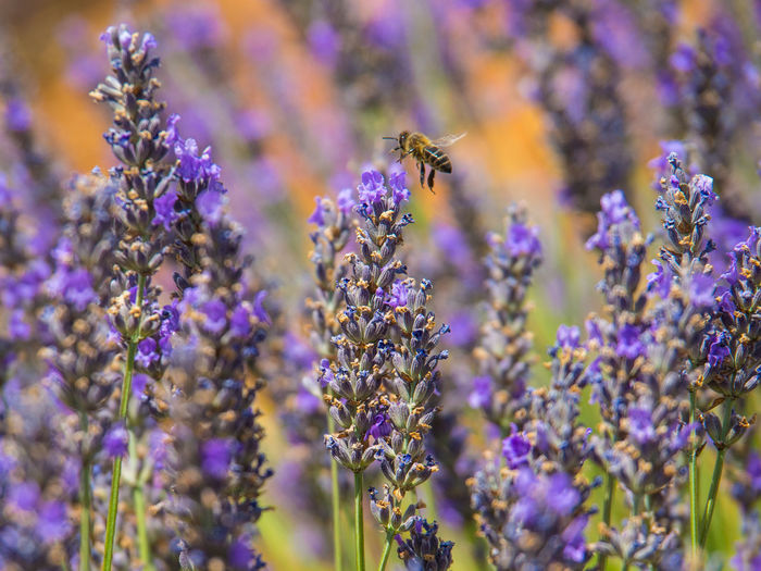 Lavenders with a bee pollinating the flower