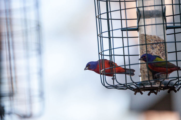 Bright male painted bunting bird passerina ciris forages for food in a bird feeder