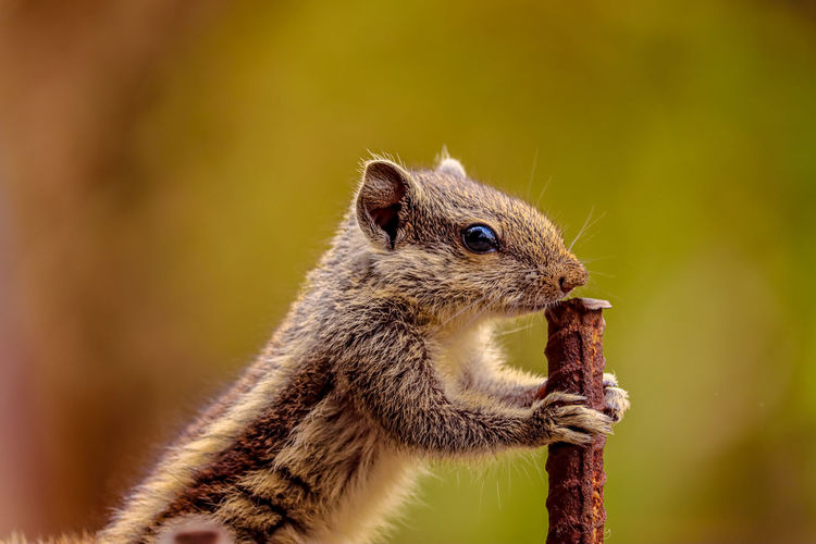 Close-up of squirrel 