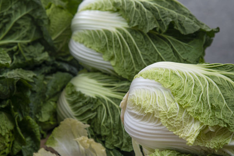 High angle view of fresh napa cabbage 
