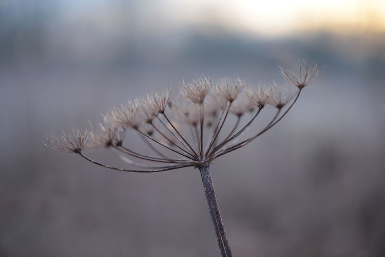 Cartwheel flower abstract nature winter time background
