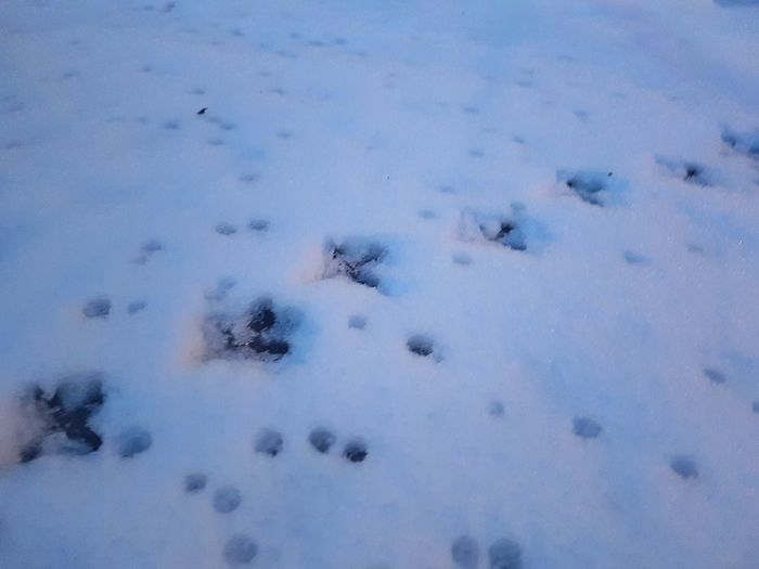 Close-up of snow in winter