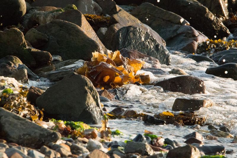Autumn leaves on rocks at riverbank