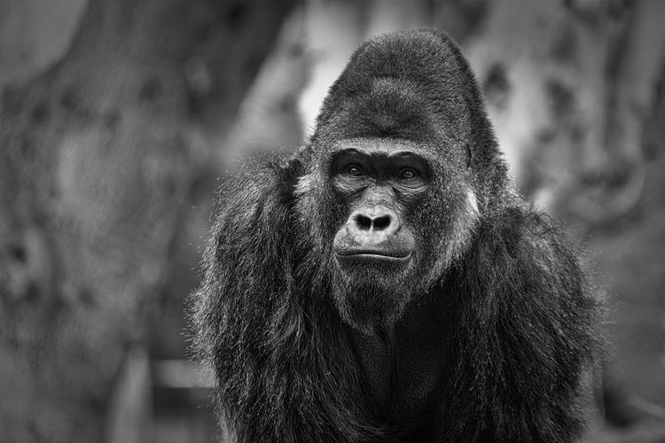 Gorilla portrait showing face with blurred background in black and white 
