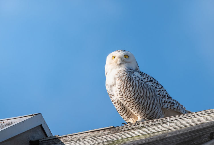 Low angle view of owl perching on roof against clear blue sky