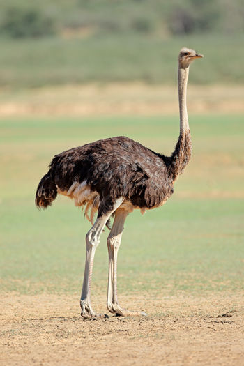 Female ostrich - struthio camelus - in natural habitat, kalahari desert, south africa