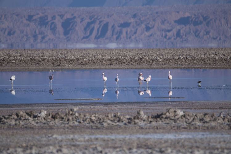 Flamingos eating in the altiplanic lagoons
