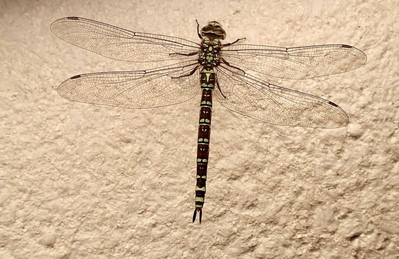 High angle view of dragonfly on a land