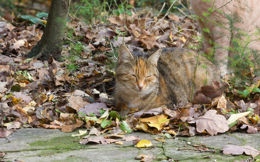 Portrait of a cat on dry leaves