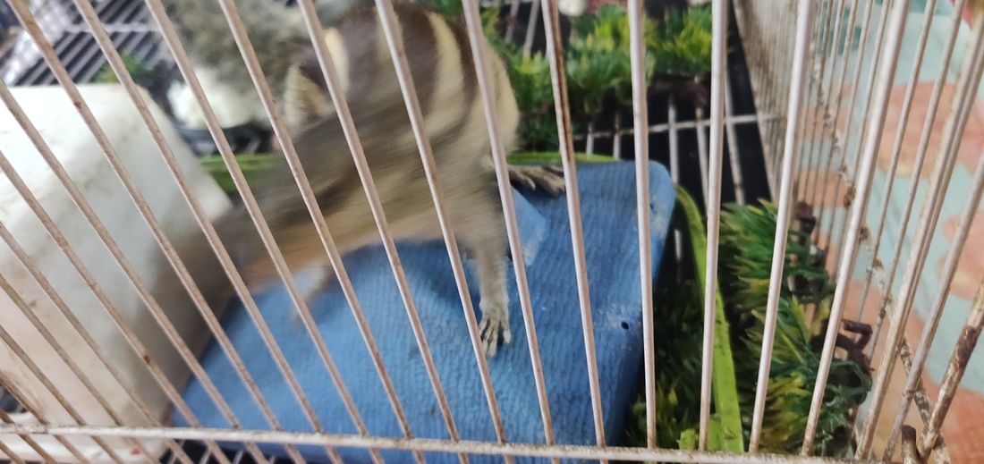 Close-up of an animal seen through metal fence
