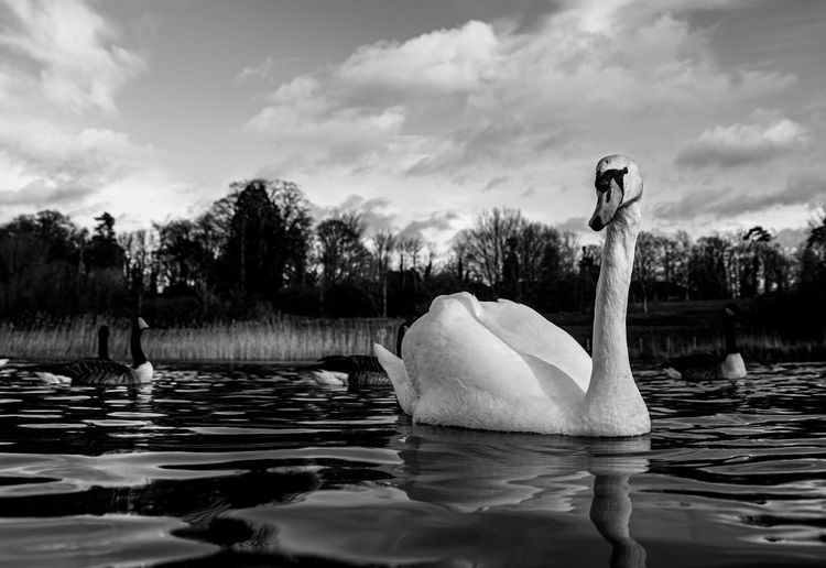 Black and white monochrome mute swan swans pair low-level water side view macro animal background
