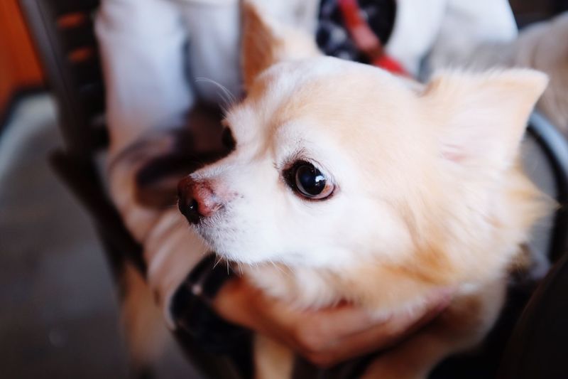Close-up of pomeranian on person lap