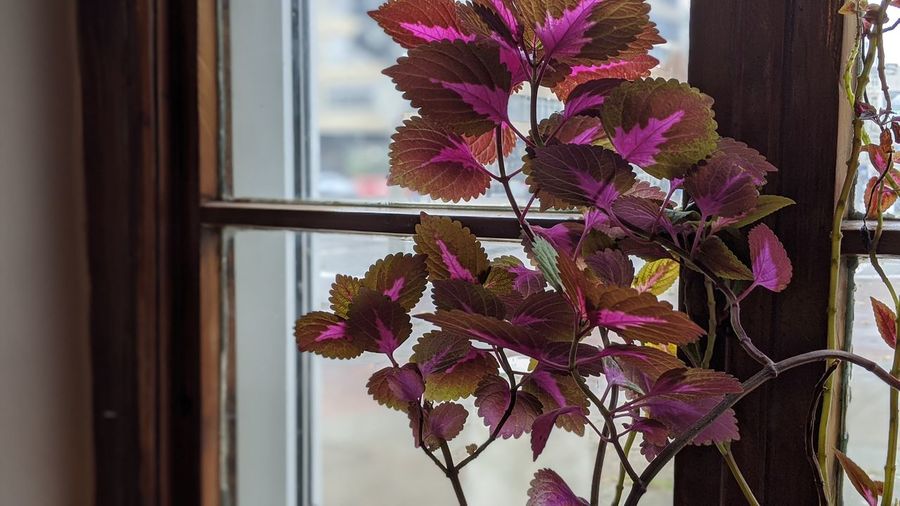 Close-up of pink flowering plant by window