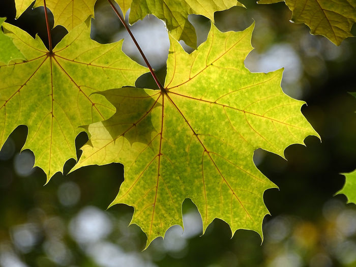 Close-up of leaf in autumn