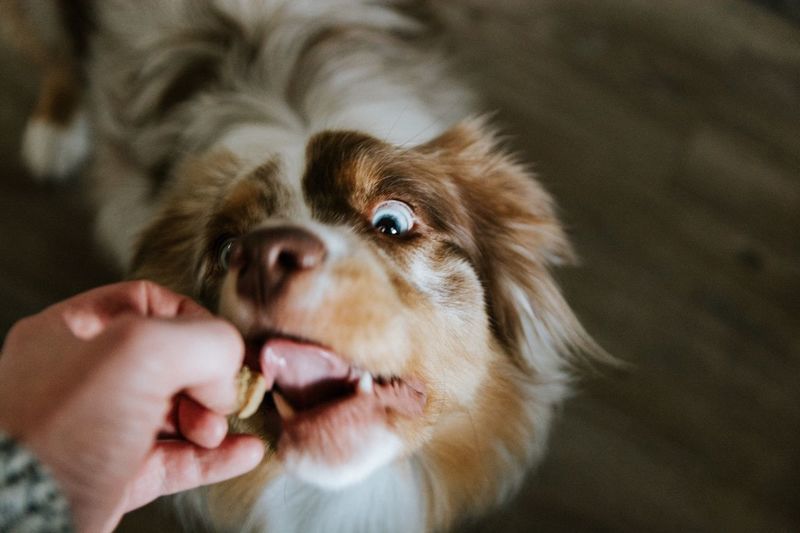Close-up of dog with hand