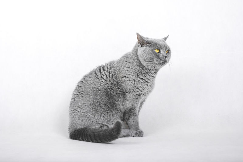 Close-up of cat looking away against white background