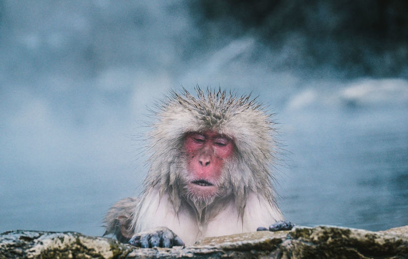 Japanese macaque in hot spring