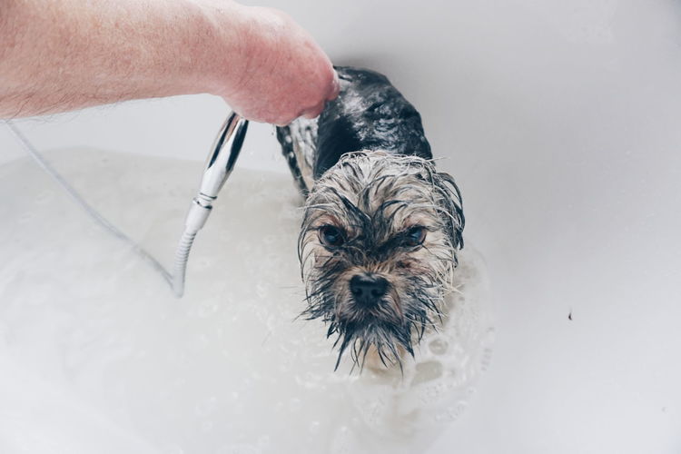 Close-up of hand washing dog