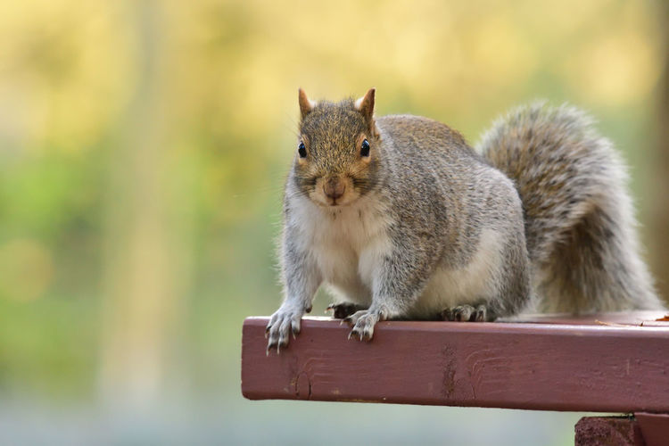 Close-up portrait of squirrel on table