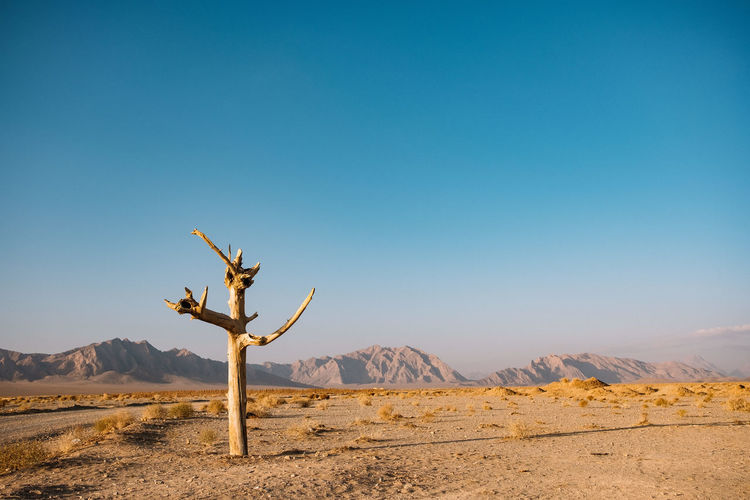 Dead tree on arid landscape against clear blue sky