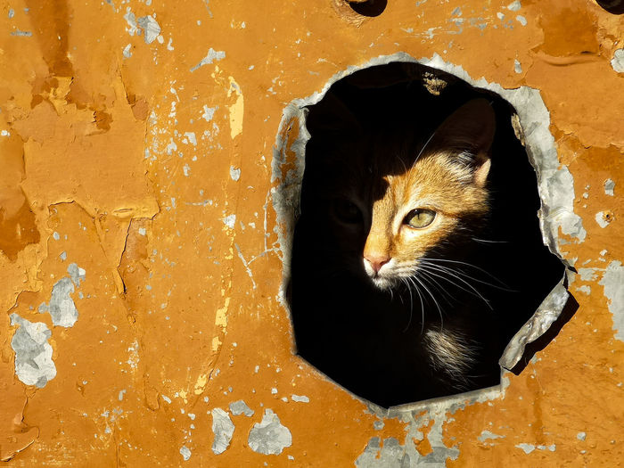 Close-up of portrait of cat seen through hole 
