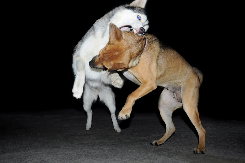 Two dogs play fighting