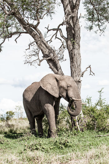 Elephant on grass by tree