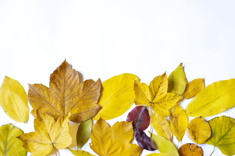 Close-up of autumnal leaves against white background