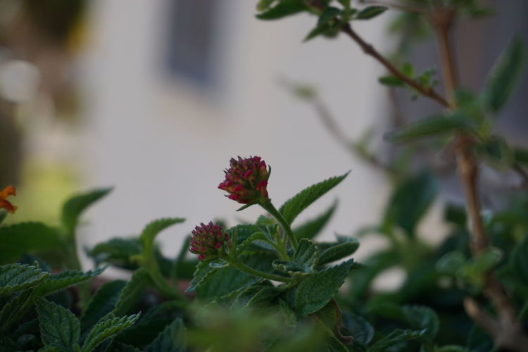 Close-up of red flowering plant
