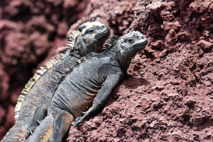Close-up of iguanas on rock