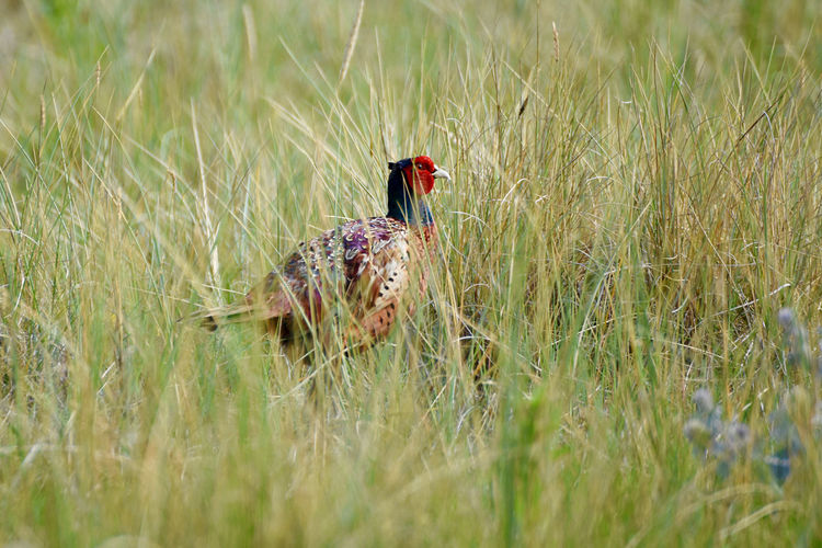 Pheasant rooster walking in a meadow