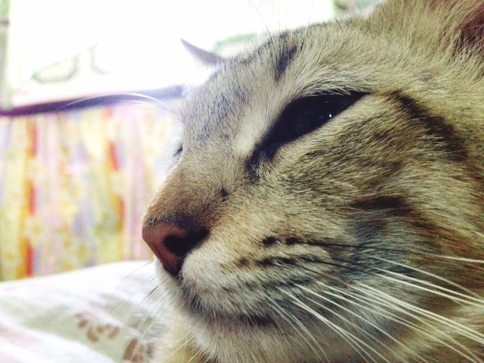 Close-up portrait of cat