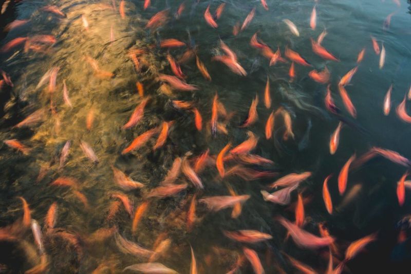 High angle view of fish swimming in water