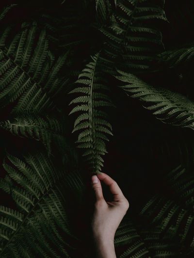 Close-up of person hand holding fern. 