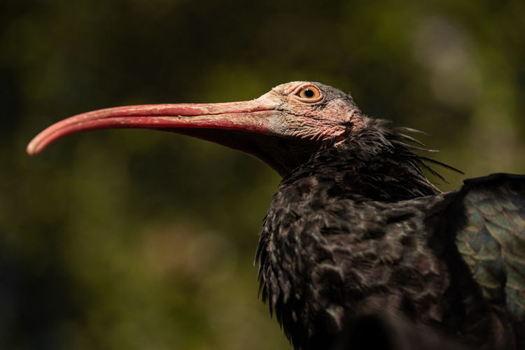 Northern bald ibis - aka waldrapp ibis