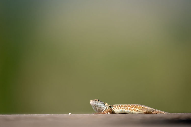 Close-up of baby lizard
