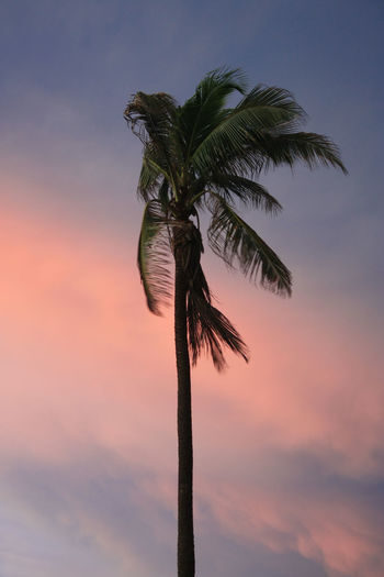 Palm tree. beach. 